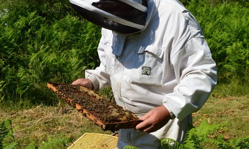 apiculteurs de Corse