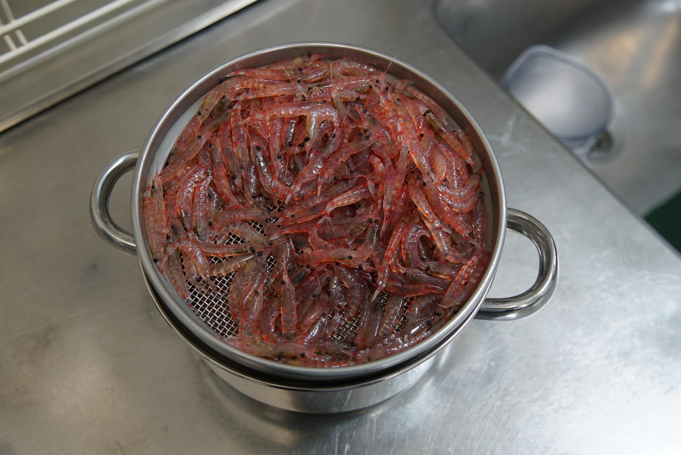 Le krill, une crevette riche en Oméga-3