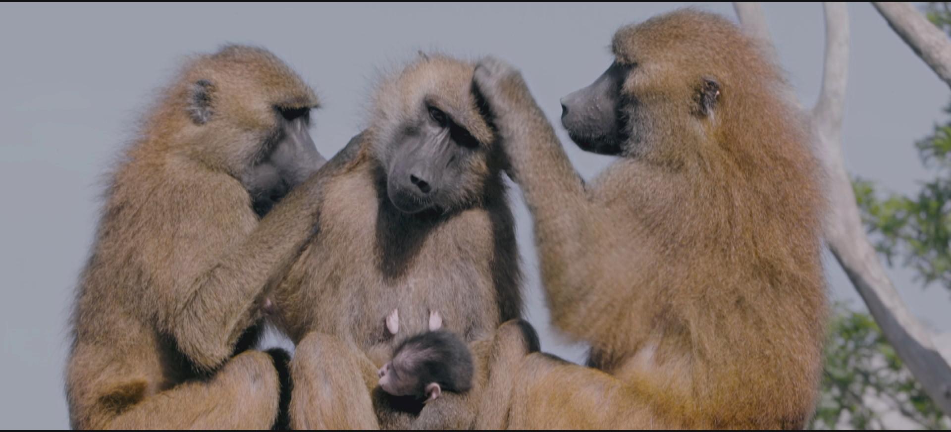 Des babouins en train de s'épouiller, photo extraite d'Un amour de zoo