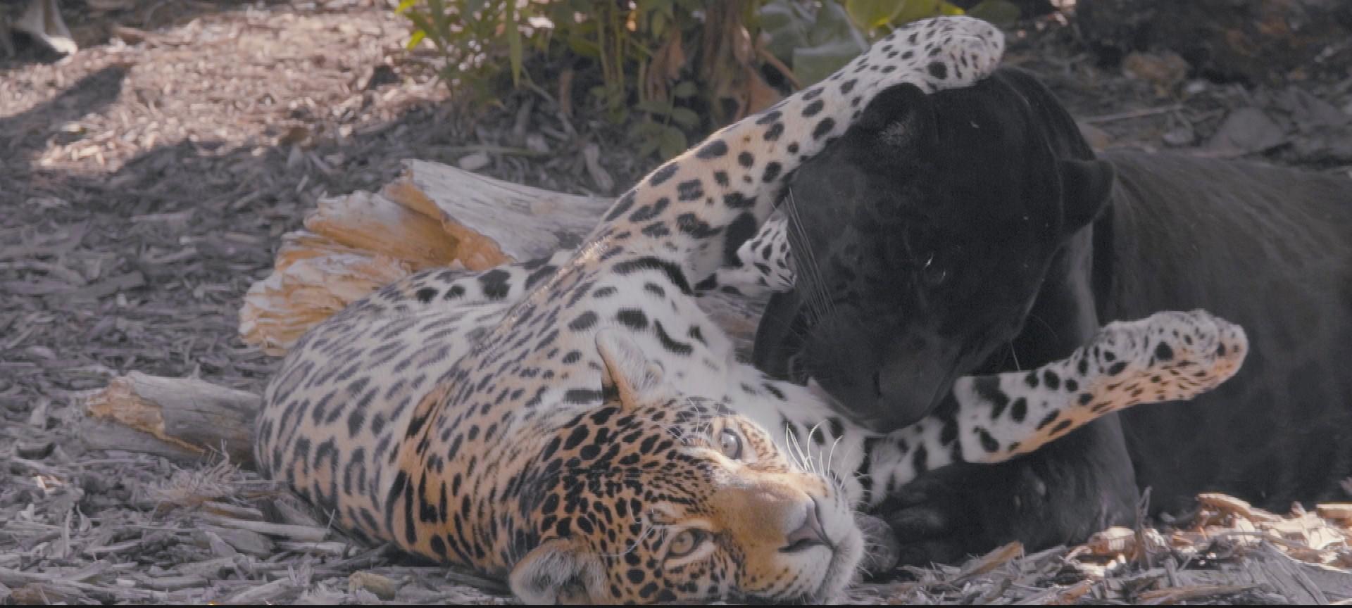Deux jaguars, Aramis et Simara, sont "enlacés", photo extraite du documentaire Un amour de zoo