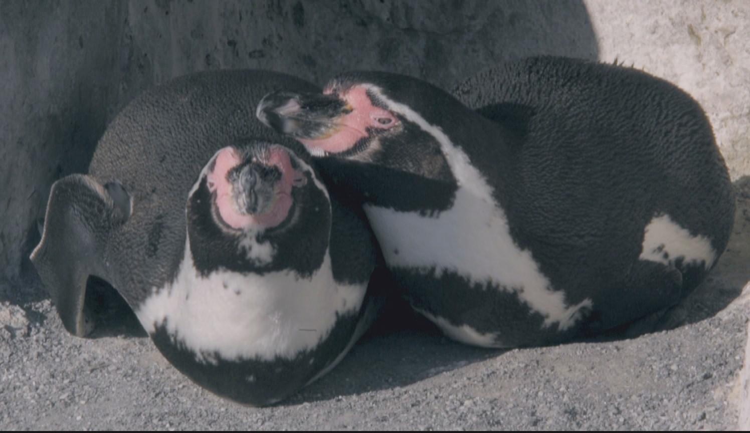 Un couple de manchots de Humboldt, photo extraite du documentaire Un amour de zoo