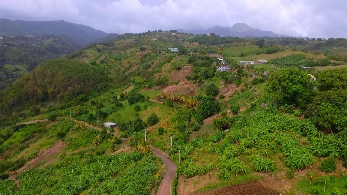 C'est ma terre : terres agricoles en Guadeloupe