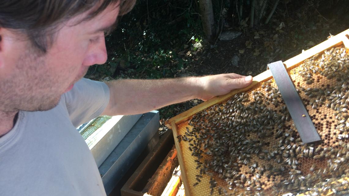 Côme s'occupe des abeilles