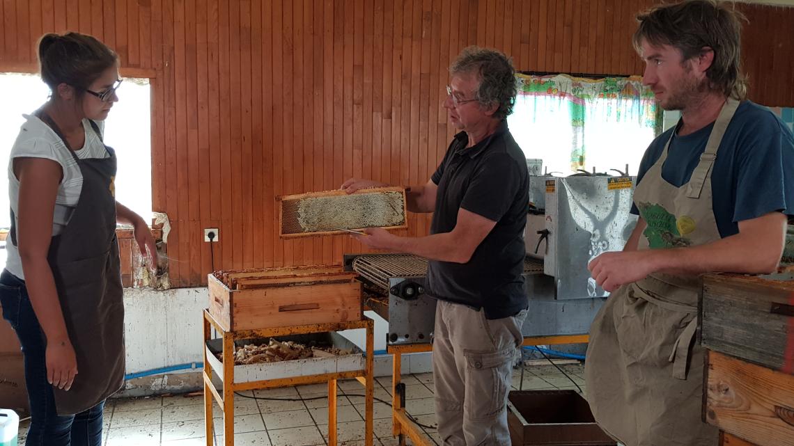 France découvre la fabrication du miel