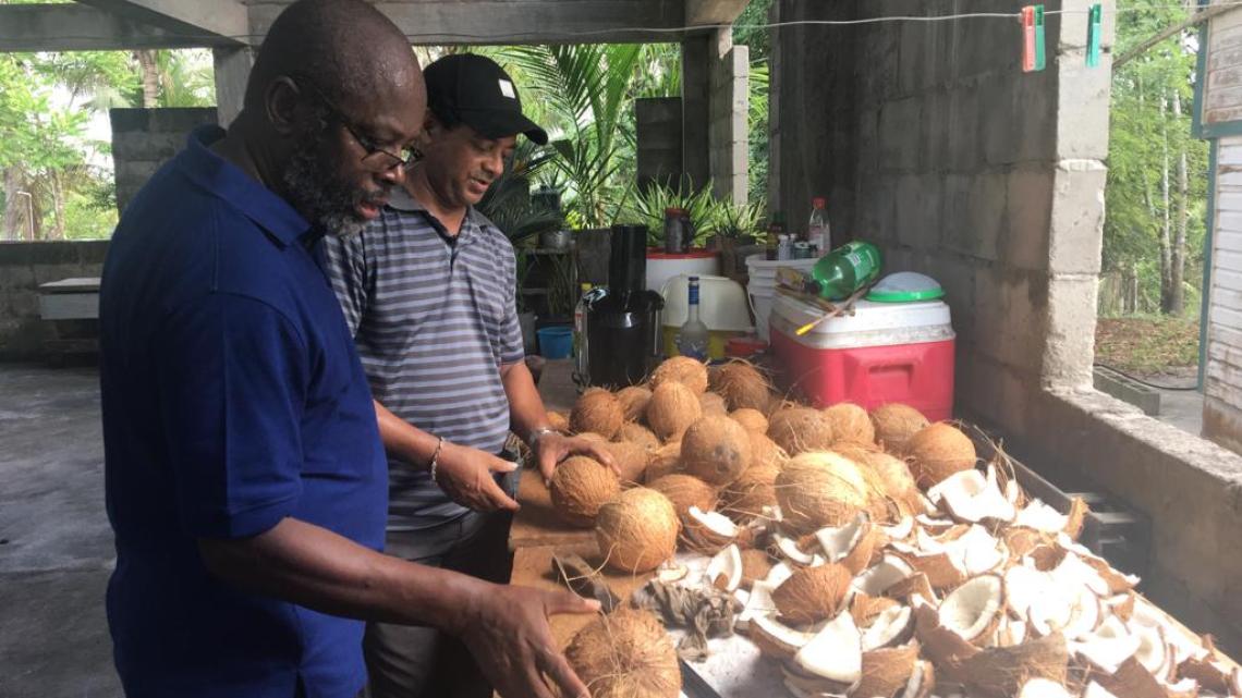 Magazine Caraïbes : culture de noix de coco au Guyana
