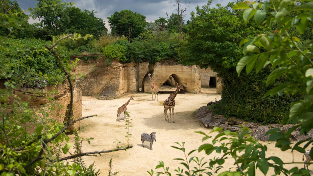 Zoo Doué-la-Fontaine