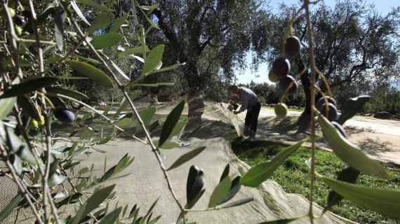La production d'huile d'olive en Corse
