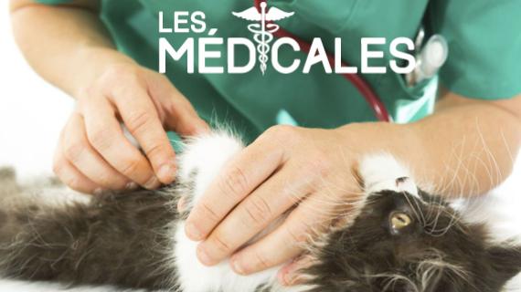 La santé des animaux à la une des médicales ce mercredi 8 mars à 20h35 sur France 3 Corse ViaStella