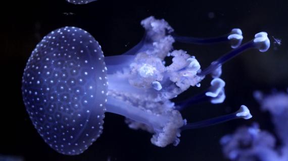 Découvrez le monde des méduses dans un documentaire inédit, ce mardi sur France 3 Corse ViaStella