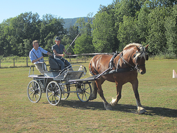 Les chevaux de trait comtois