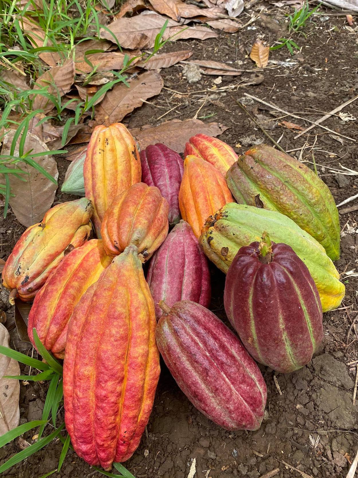 Cacao 1