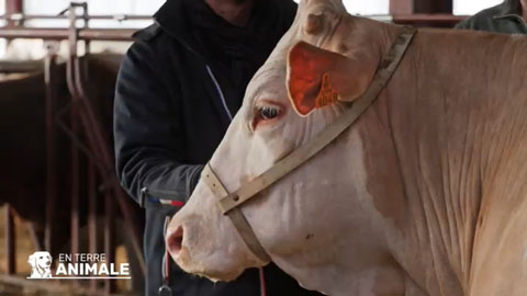 Ondine, vache de compétition