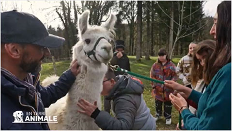 Jeunes adultes en situation de handicap avec Daïquiri le lama