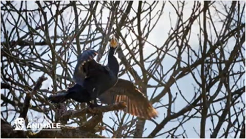 Cormoran déployant ses ailes