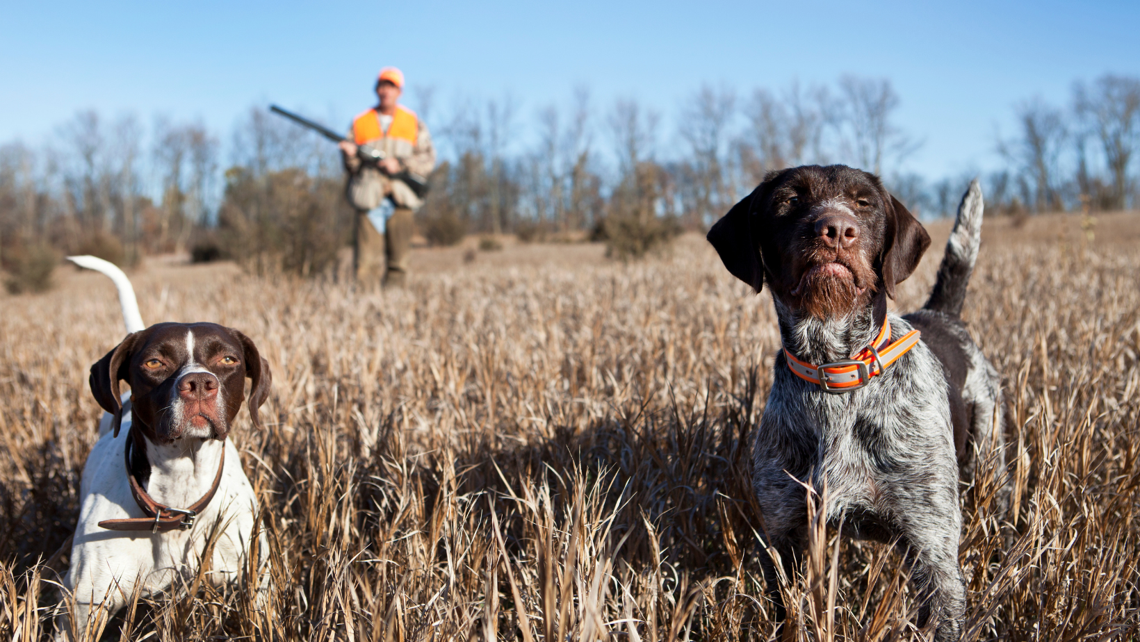 Enquêtes de région la chasse