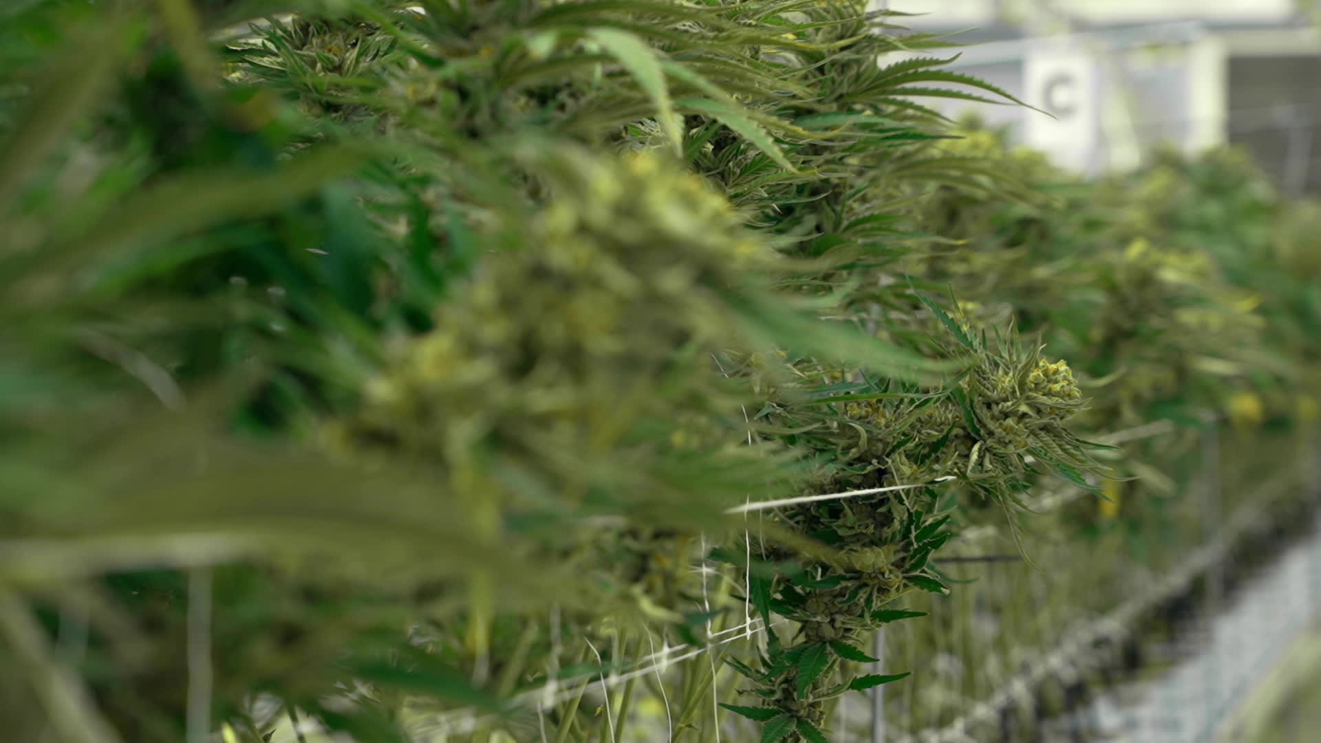 Les business légaux du Cannabis