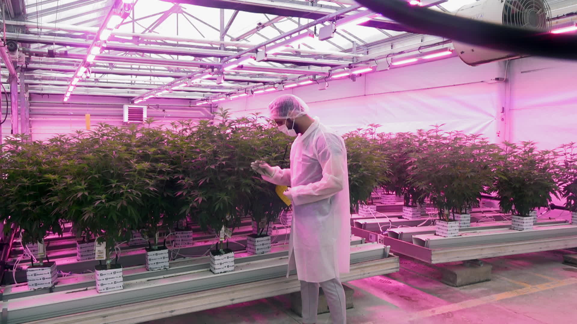 Les business légaux du Cannabis