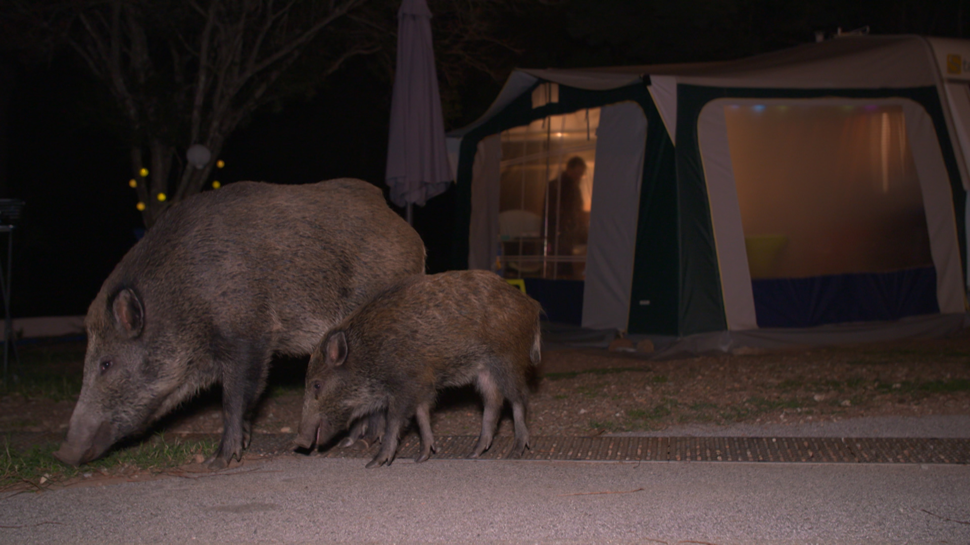 sangliers dans un terrain de camping dans le Var (c) Brainworks