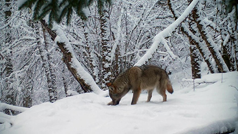 Loup dans la neige