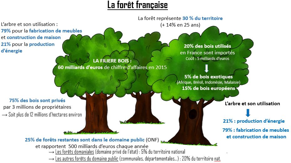 infographie Filière bois