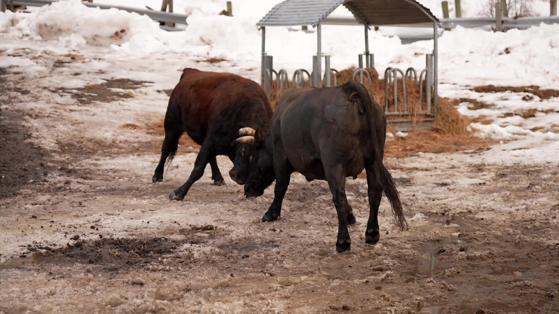 Val d'Hérens, une montagne de traditions