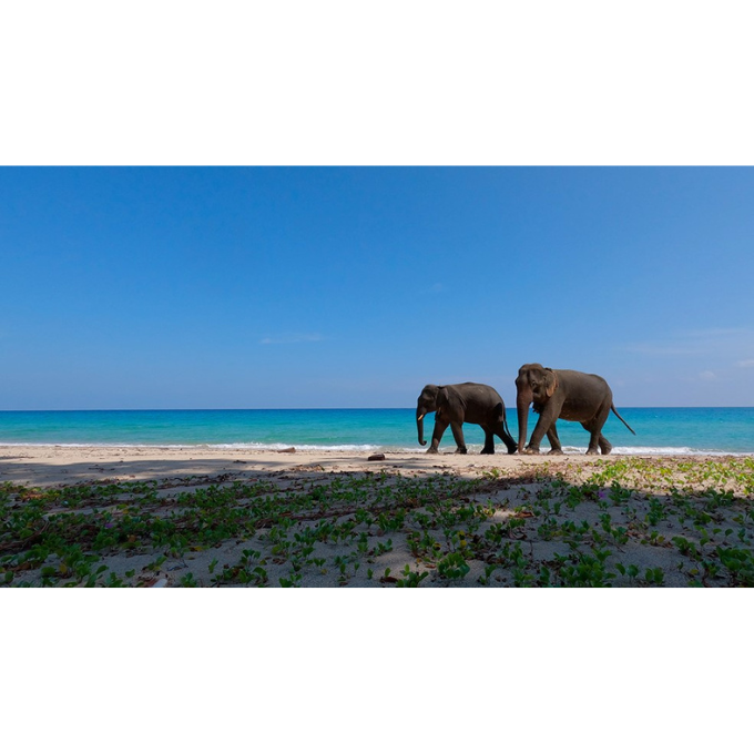 The Andaman Elephant Enigma