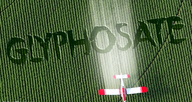 glyphosate