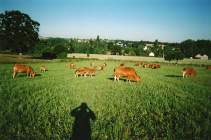 Depuis les champs