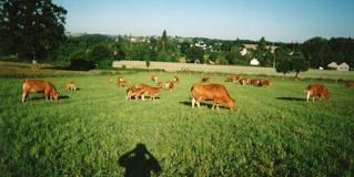 Depuis les champs