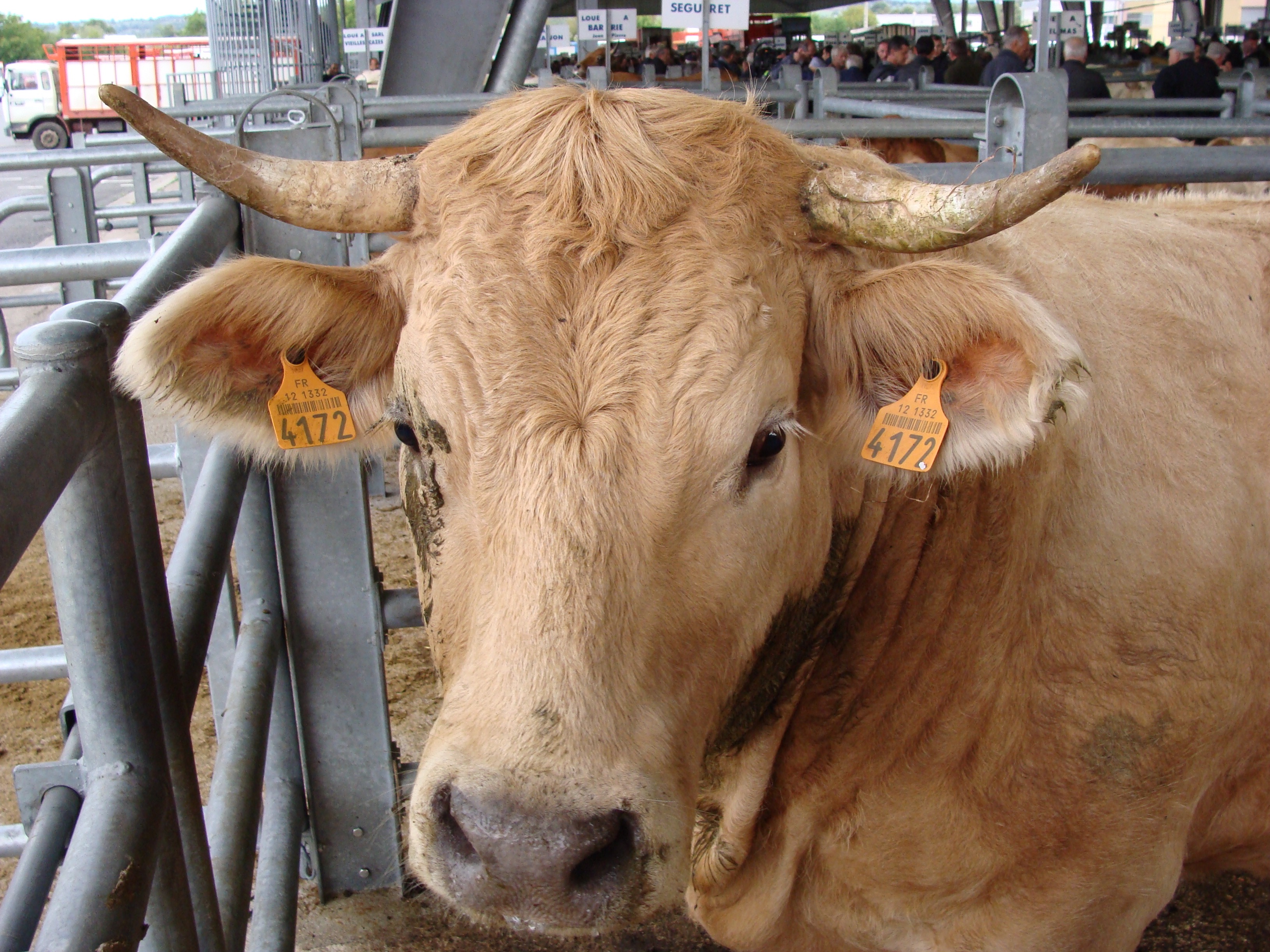©Figues libres-Vache-marché aux bestiaux de Laissac ( Aveyrons )