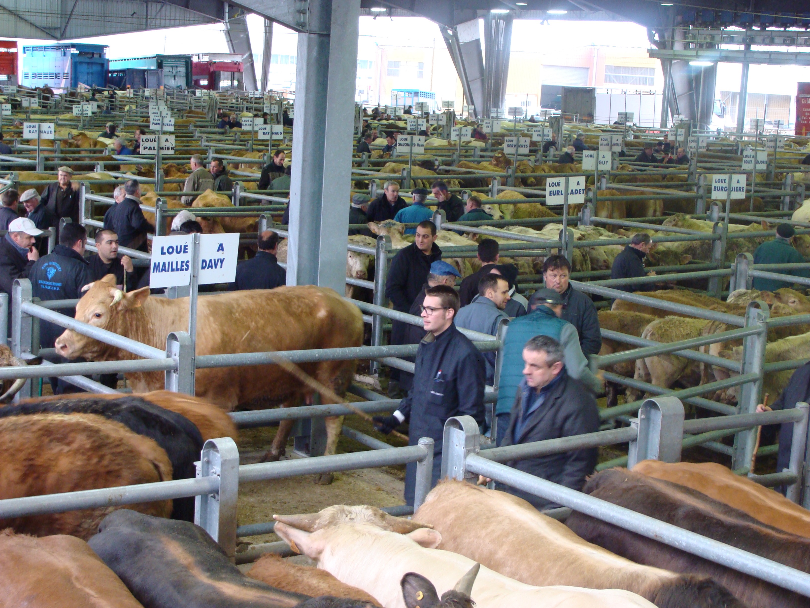 Marché aux béstiaux