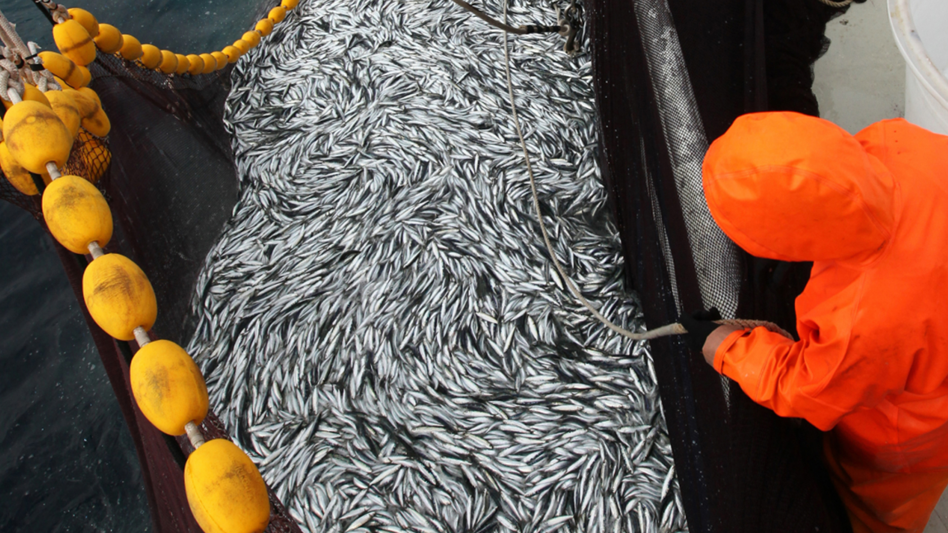 Demain, quels poissons dans nos assiettes