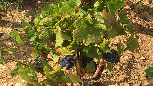 Les vendanges ©Arnaud Lefèvre