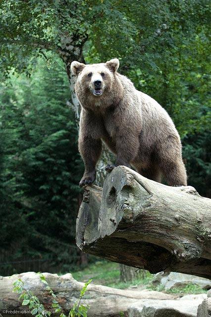 ©Droits Réservés/Ours des Pyrénées