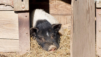 En terre animale Autun