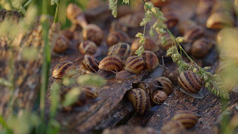 Succulent ! L'escargot