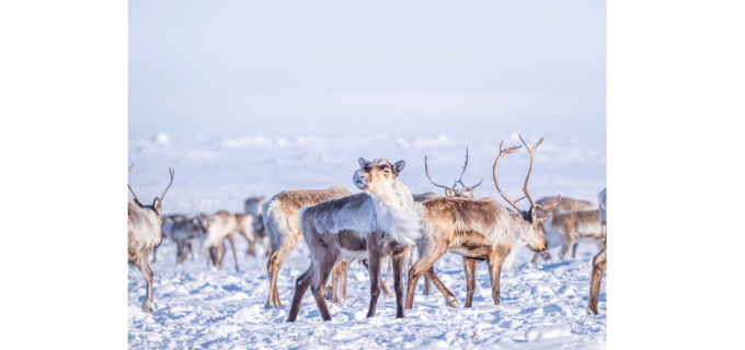 L'odyssée des caribous