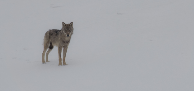 Vivre avec les loups