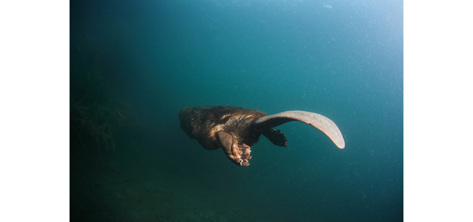 castor super héros des rivières