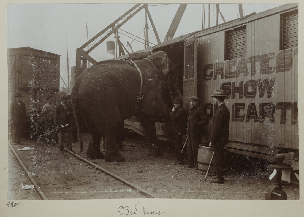 LA TRAGIQUE HISTOIRE DE FRITZ L’ÉLÉPHANT