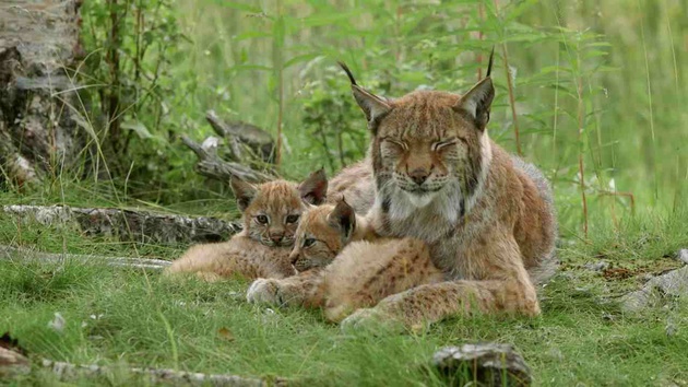 Si j'étais un animal