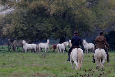 Olivier Fernay et Franck guident des chevaux