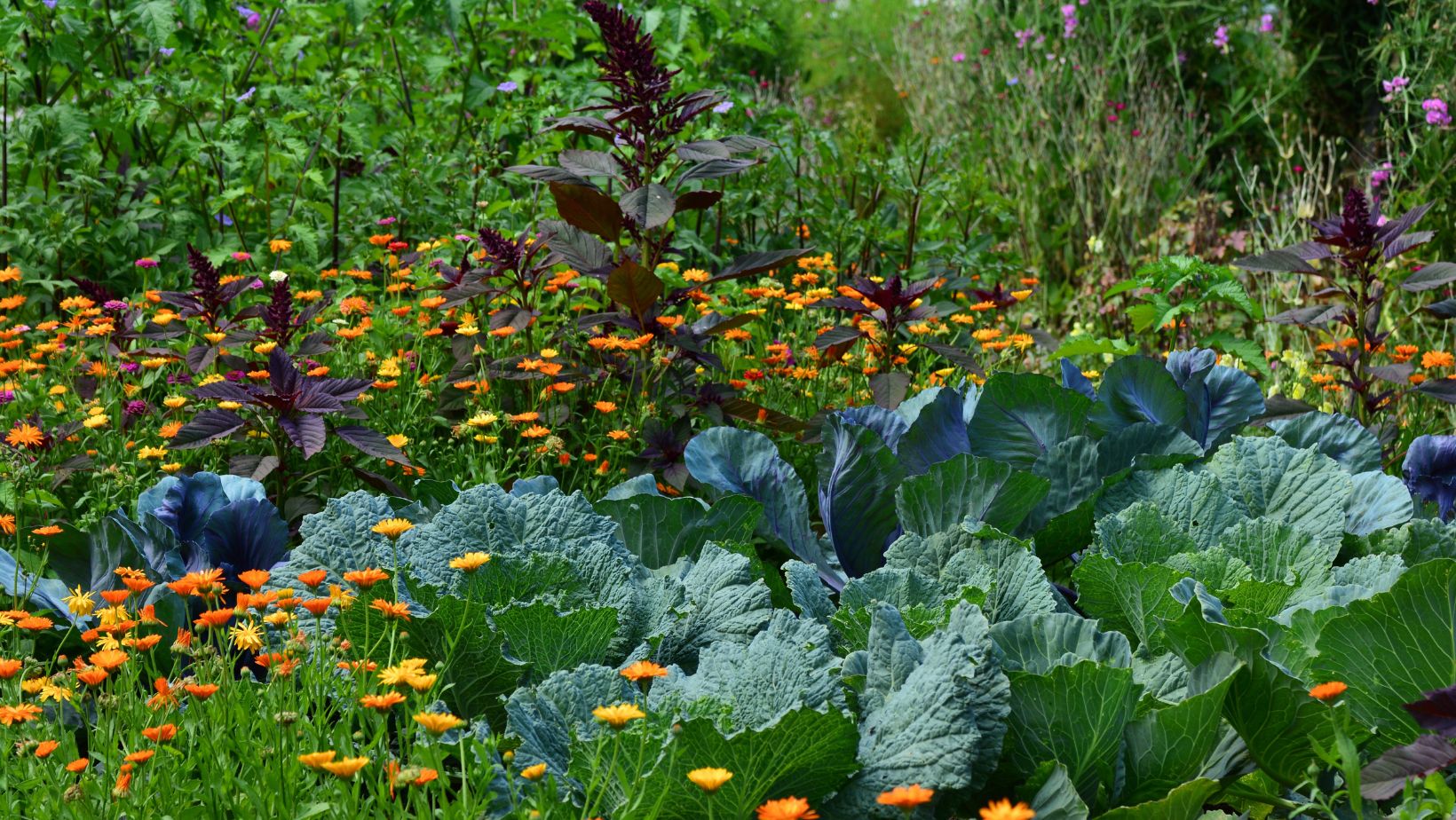 Jardin potager dans Enquêtes de régions