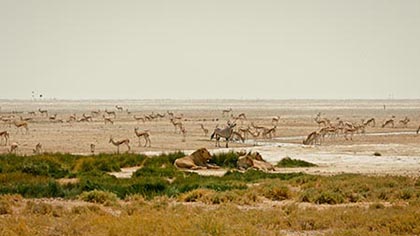 Kalahari l'autre loi de la jungle - Lionnes et hervivores