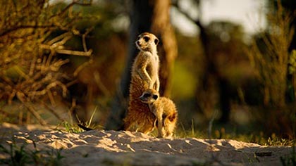 Kalahari l'autre loi de la jungle - Suricates