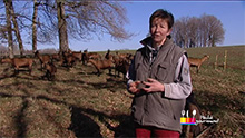 Karine et ses chèvres