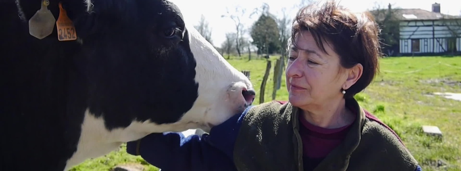 Les vaches n'auront plus de nom