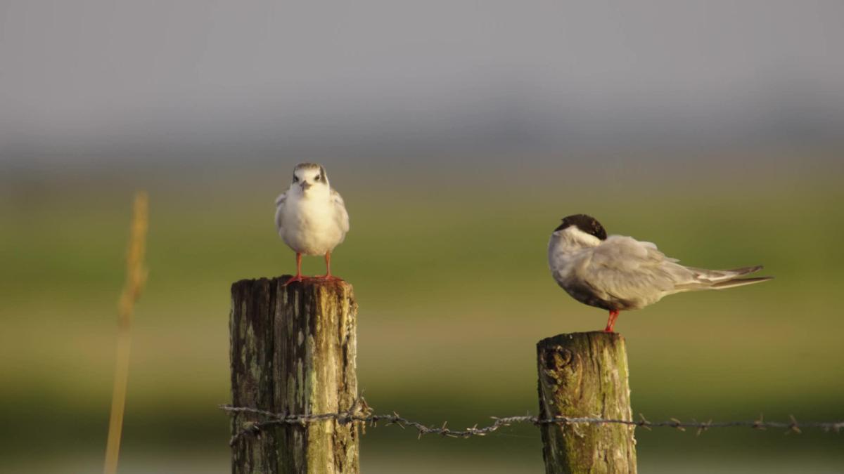 Loire, terre sauvage