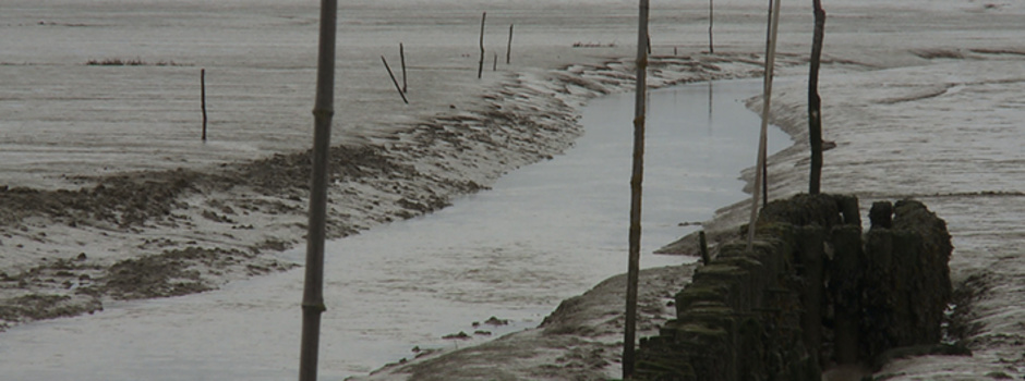 les oubliés de l'estuaire