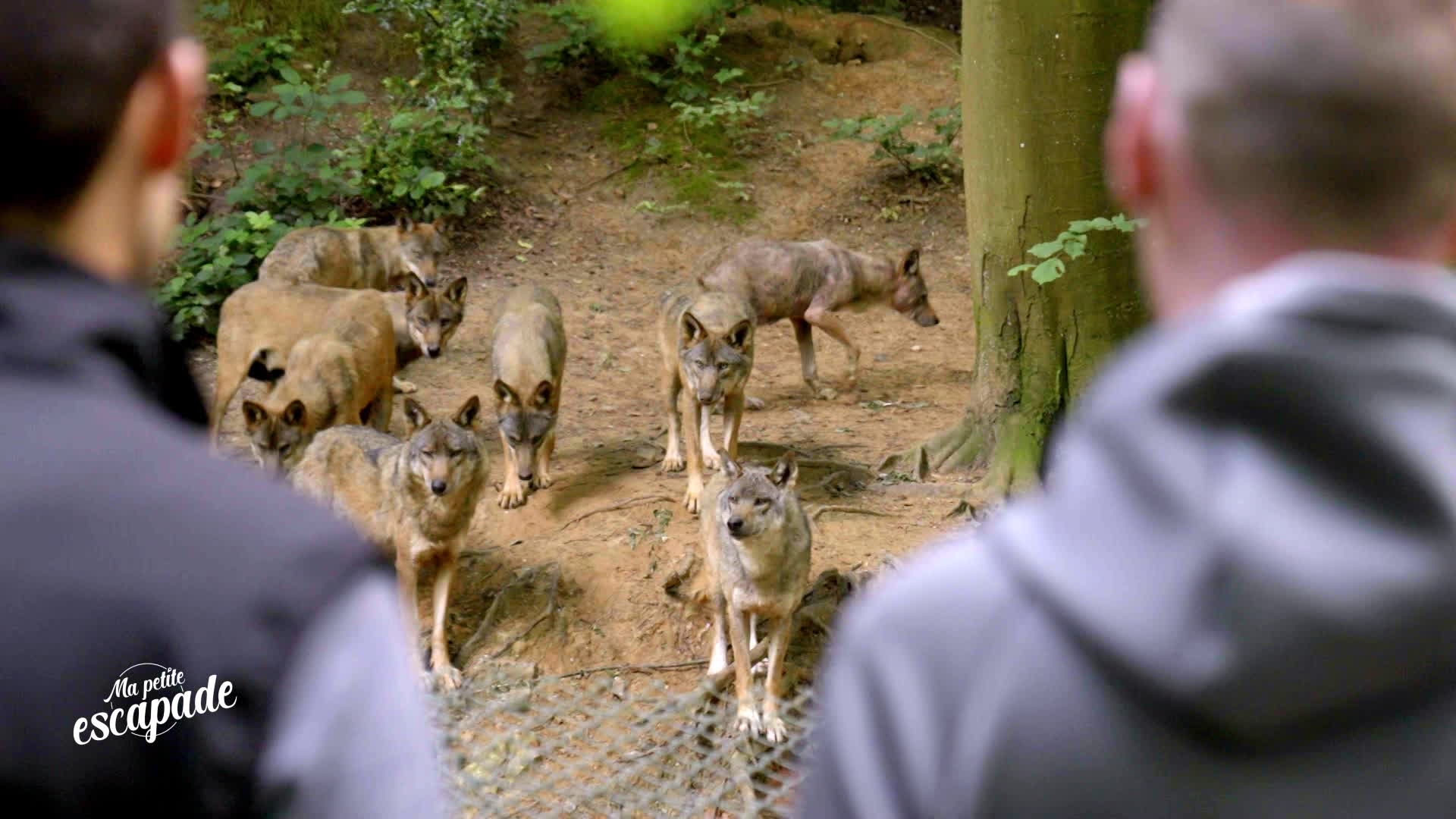Les loups